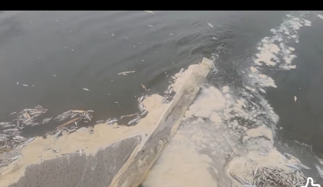 হরিণাকুণ্ডুতে আক্তার মেম্বরের পুকুরে বিষ প্রয়োগ করেছে দুর্বৃত্তরা