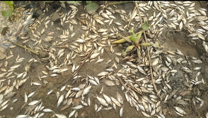 ভোলাহাটে সরকারী জলাশয় বৈধ লিজ নিয়ে দুষ্কৃতিকারীদের চক্রান্তে লাখ লাখ টাকার মাছ মেরে ফেলার অভিযোগ!! থানায় মামলা