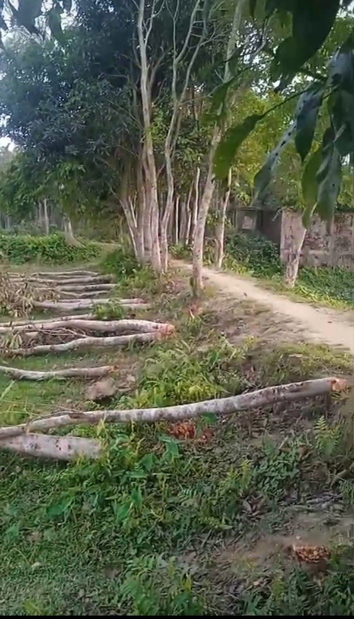 আধা পাকা ধান ও গাছ কেটে নিল প্রতিপক্ষের লোকজন